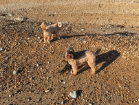 Hellas Happy Hounds Gallery